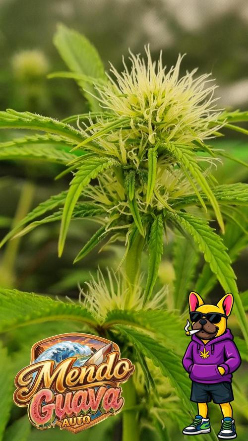 Mendo Guava Automatic. Week 7