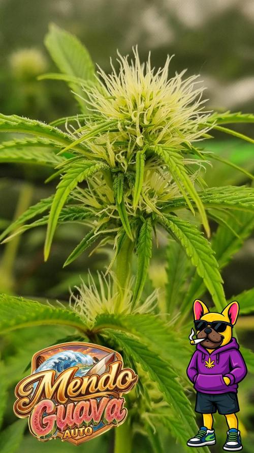 Mendo Guava Automatic. Week 7