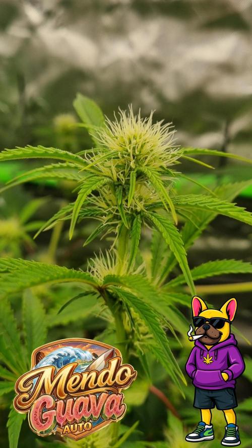 Mendo Guava Automatic. Week 7