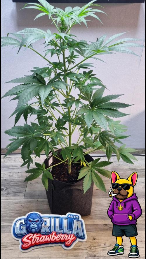 Strawberry Gorilla Automatic Fastbuds. Week 6