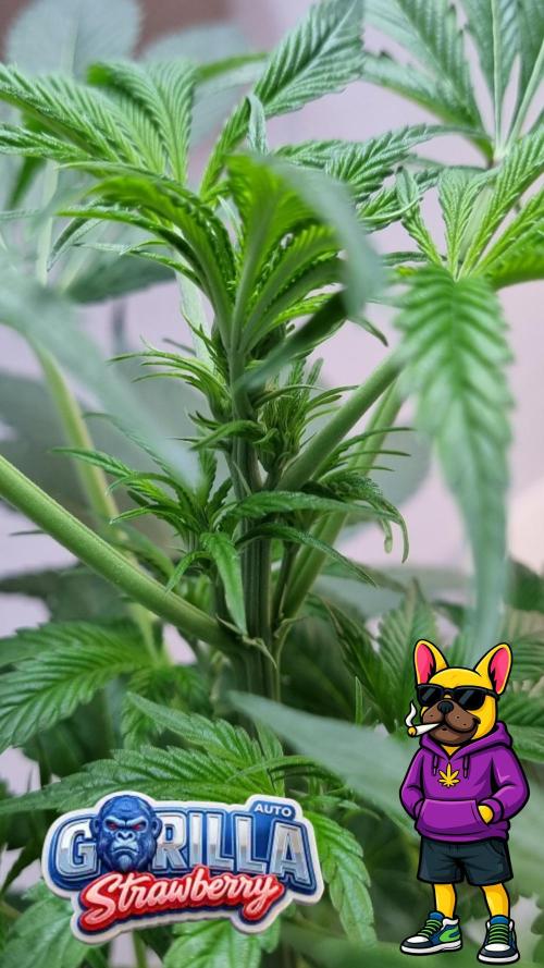 Strawberry Gorilla Automatic Fastbuds. Week 6
