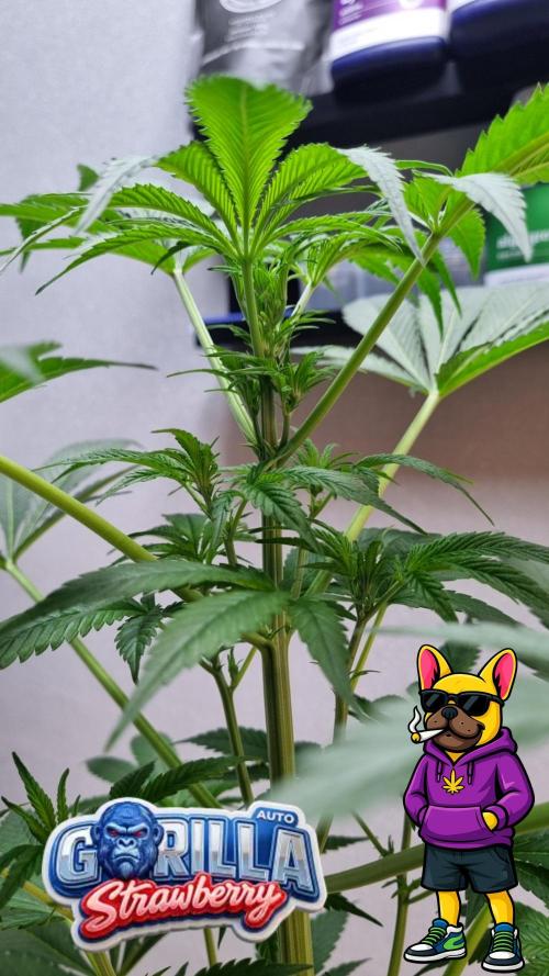 Strawberry Gorilla Automatic Fastbuds. Week 6