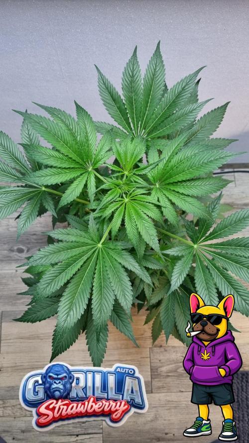 Strawberry Gorilla Automatic Fastbuds. Week 6