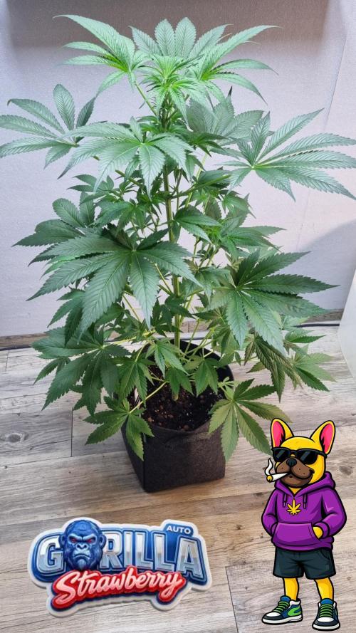 Strawberry Gorilla Automatic Fastbuds. Week 6