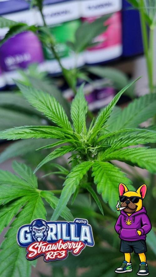 Strawberry Gorilla RF3 AUTOMATIC. Week 6