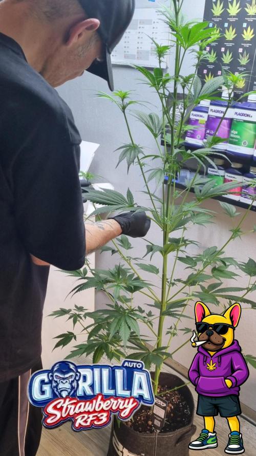 Strawberry Gorilla RF3 AUTOMATIC. Week 6