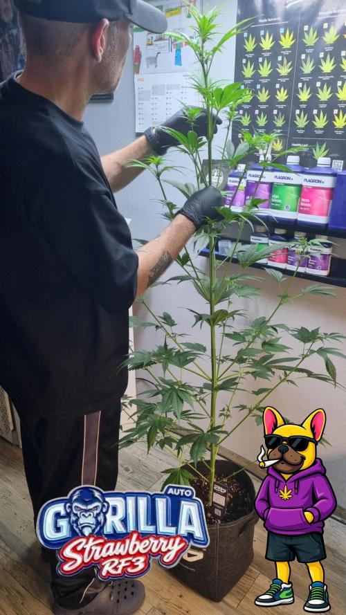 Strawberry Gorilla RF3 AUTOMATIC. Week 6