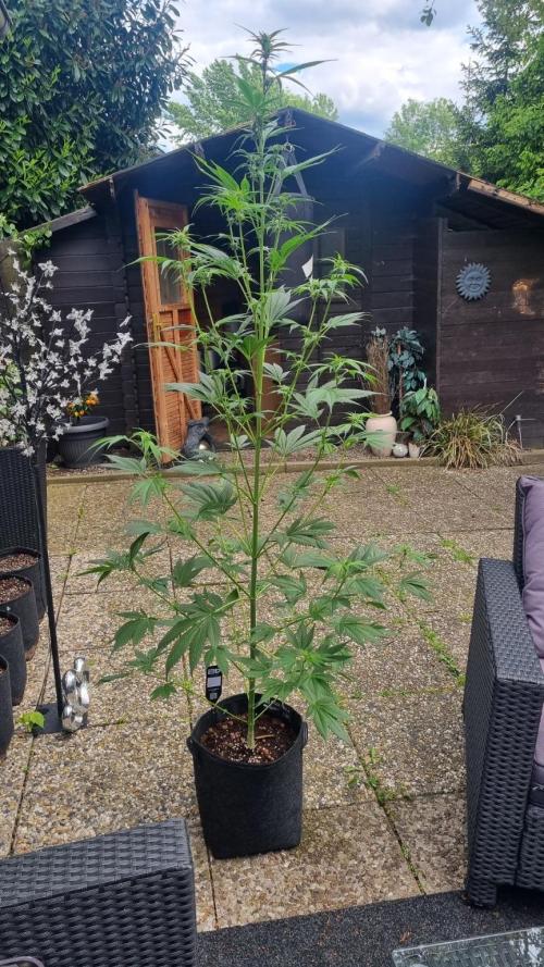 Strawberry Gorilla RF3 AUTOMATIC. Week 7