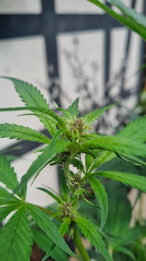 Strawberry Gorilla RF3 AUTOMATIC. Week 7