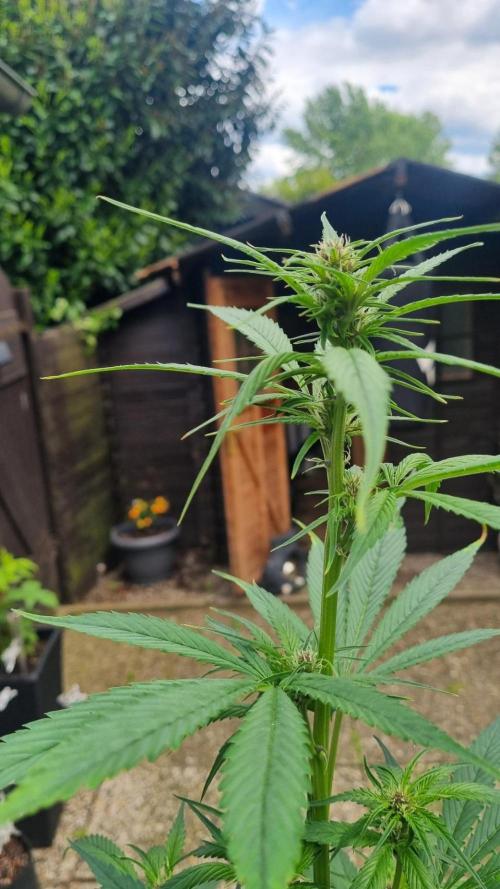 Strawberry Gorilla RF3 AUTOMATIC. Week 7