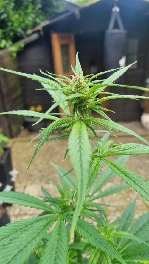 Strawberry Gorilla Auto RF3. Week 7