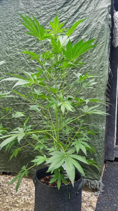 Strawberry Gorilla Automatic Fastbuds. Week 7