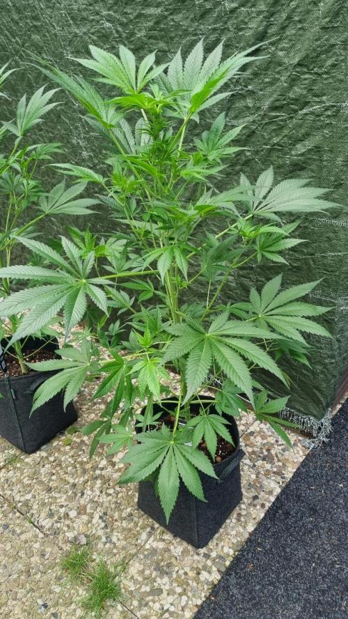 Strawberry Gorilla Automatic Fastbuds. Week 7