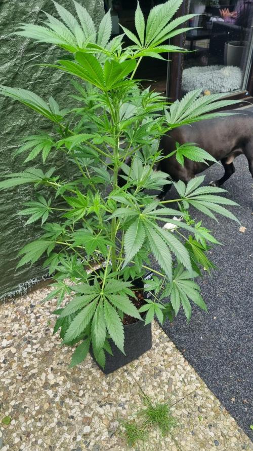 Strawberry Gorilla Automatic Fastbuds. Week 7
