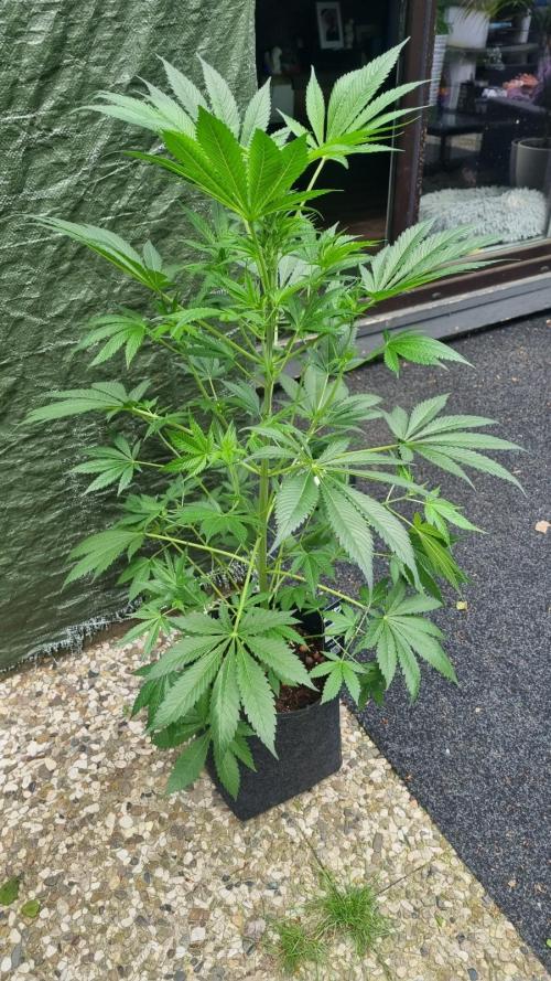 Strawberry Gorilla Automatic Fastbuds. Week 7