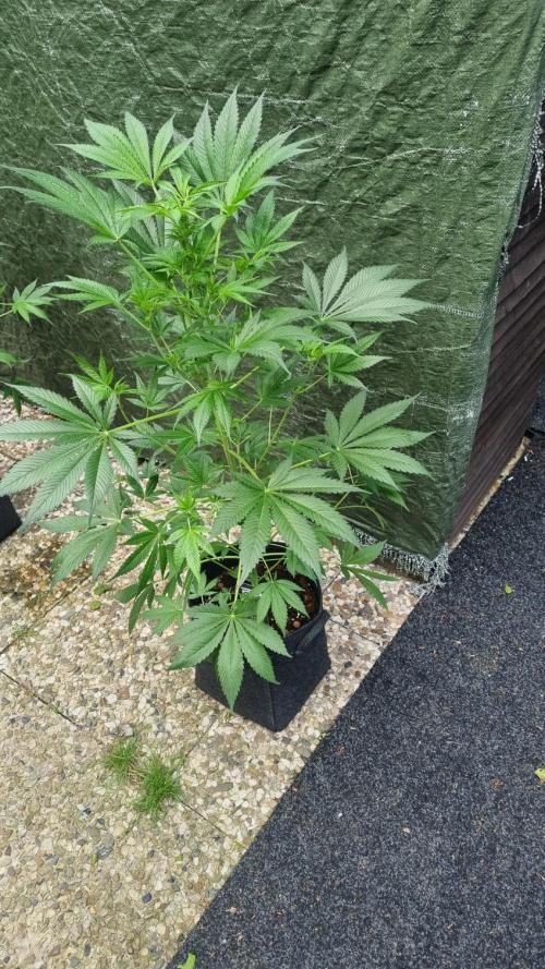 Strawberry Gorilla Automatic Fastbuds. Week 7