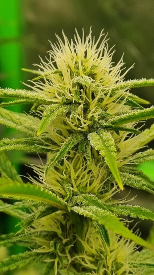 Mendo Guava Automatic. Week 8