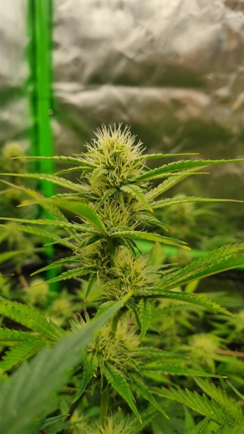 Mendo Guava Automatic. Week 8