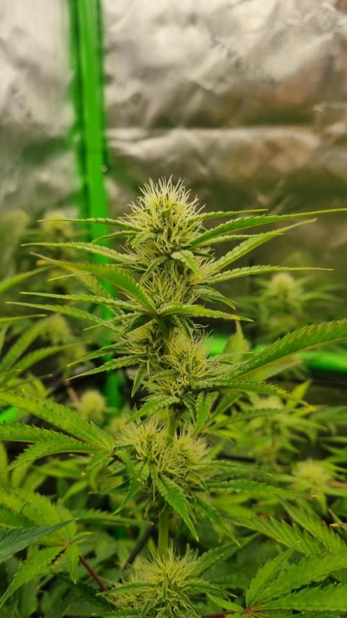 Mendo Guava Automatic. Week 8