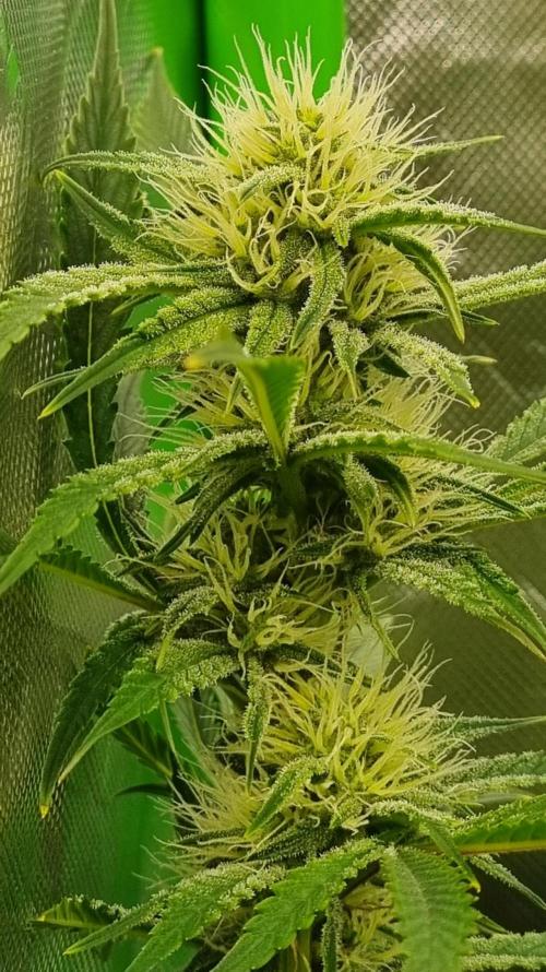 Mendo Guava Automatic. Week 8