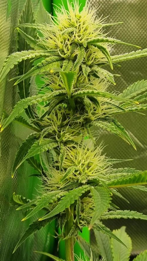 Mendo Guava Automatic. Week 8