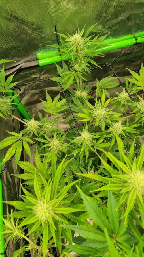 Mendo Guava Automatic. Week 8