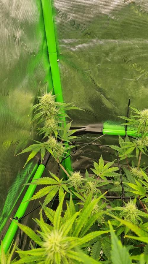 Mendo Guava Automatic. Week 8