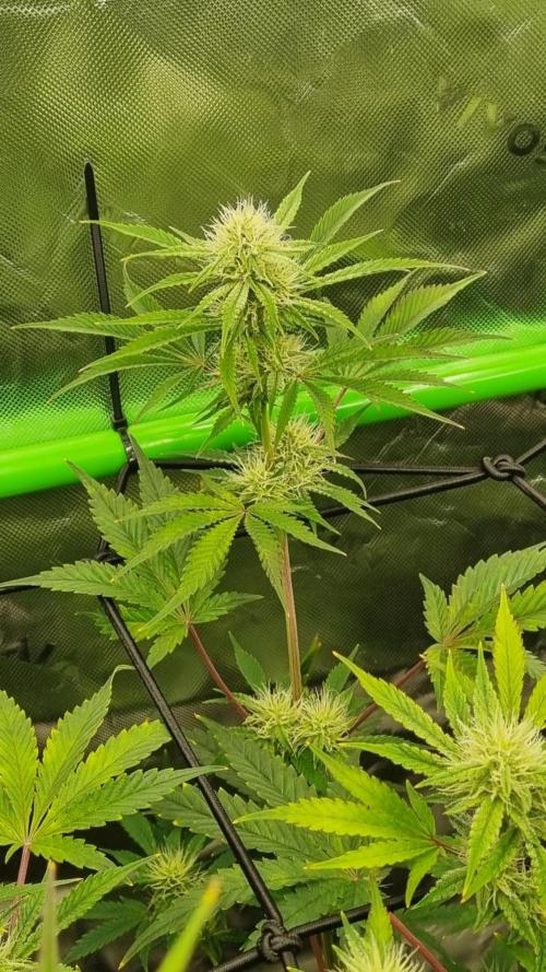 Mendo Guava Automatic. Week 8