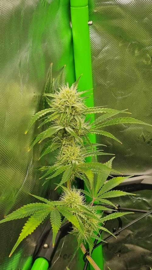 Mendo Guava Automatic. Week 8
