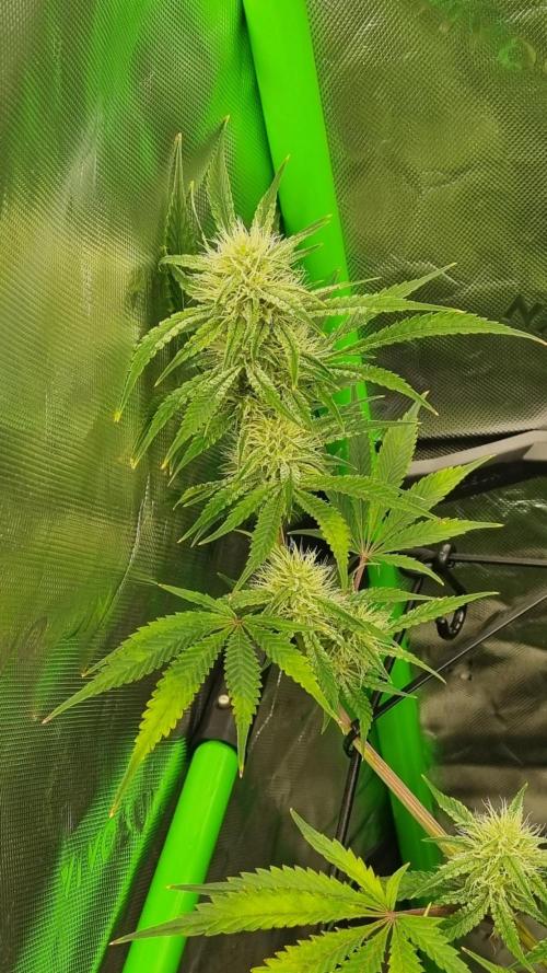 Mendo Guava Automatic. Week 8