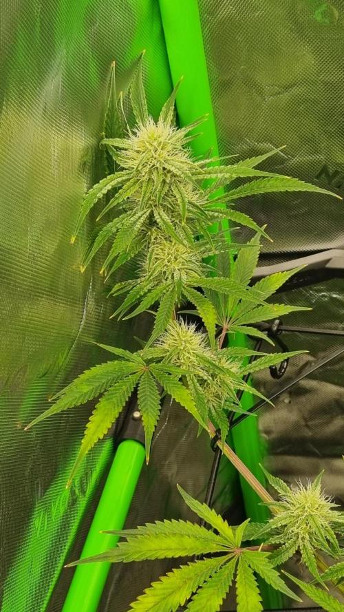 Mendo Guava Automatic. Week 8