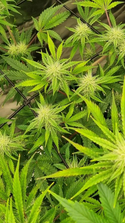 Mendo Guava Automatic. Week 8