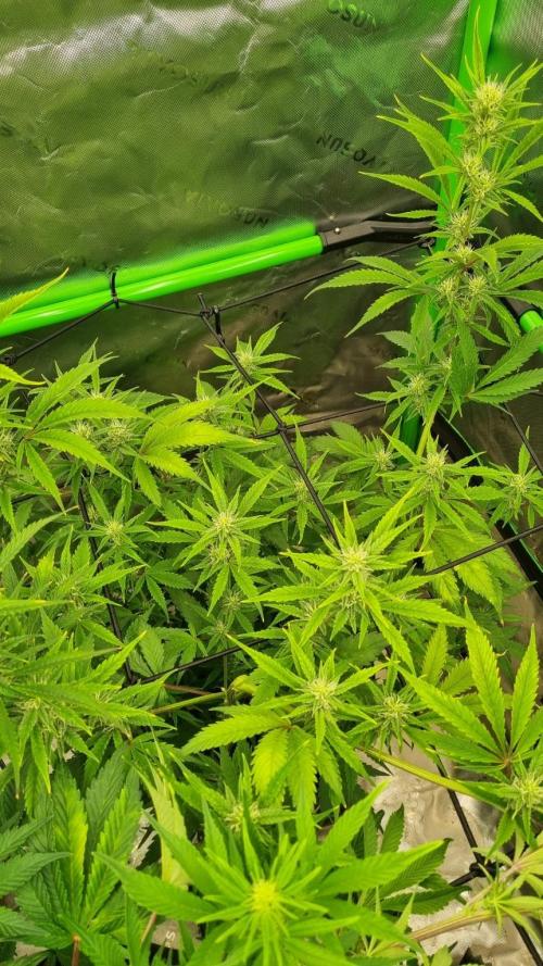 Banana Guava. Week 8
