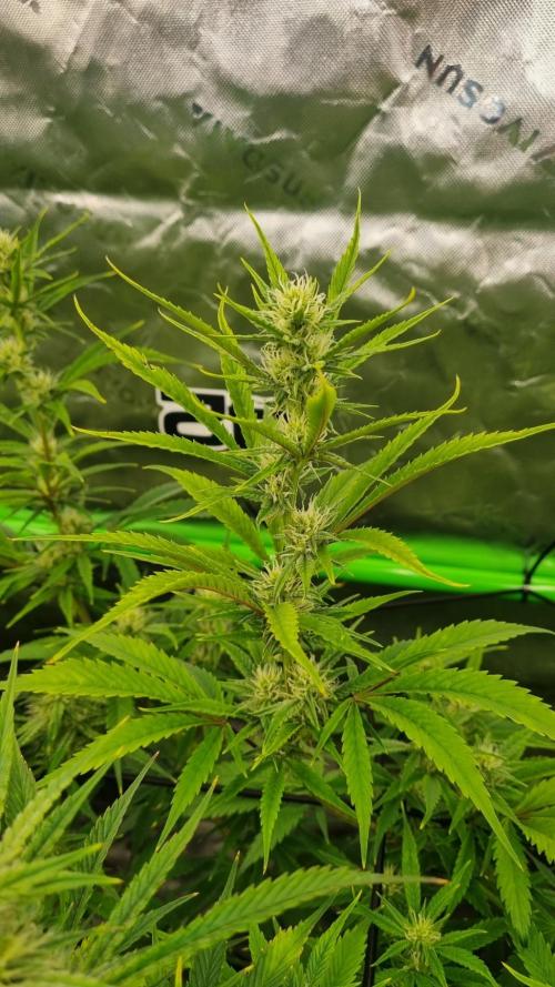 Banana Guava. Week 8