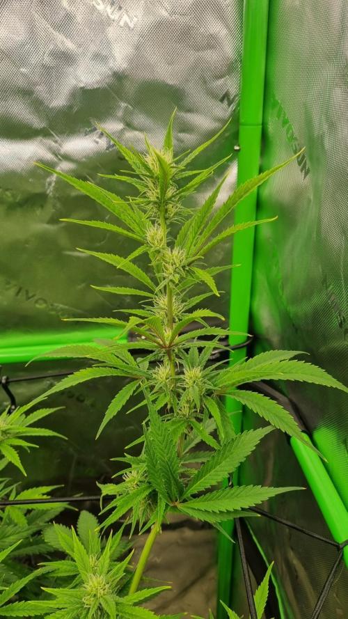 Banana Guava. Week 8
