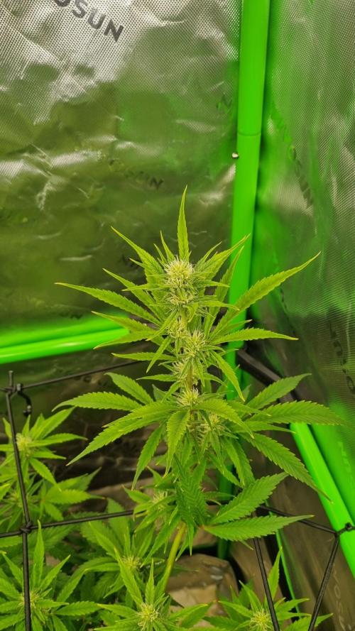 Banana Guava. Week 8