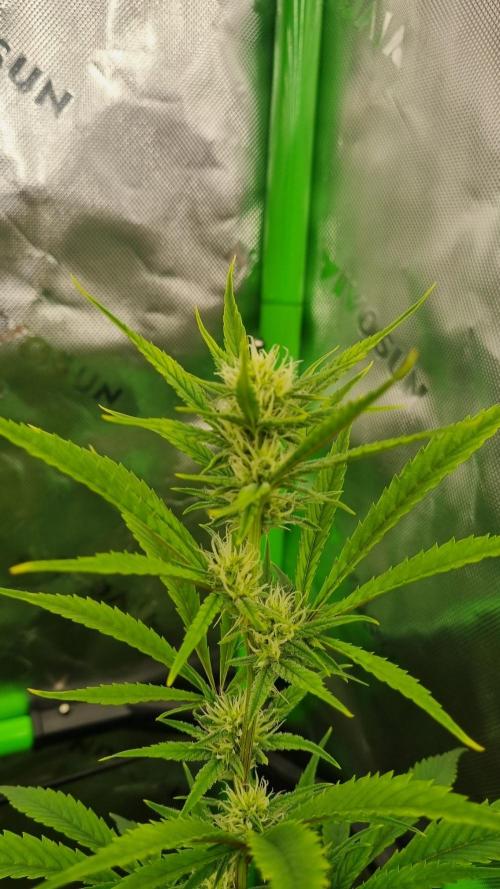 Banana Guava. Week 8