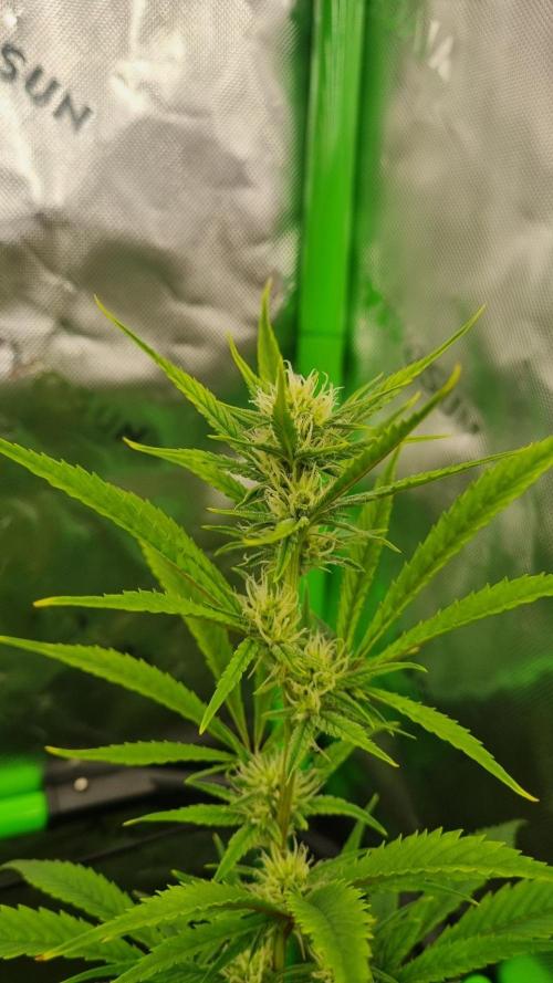 Banana Guava. Week 8