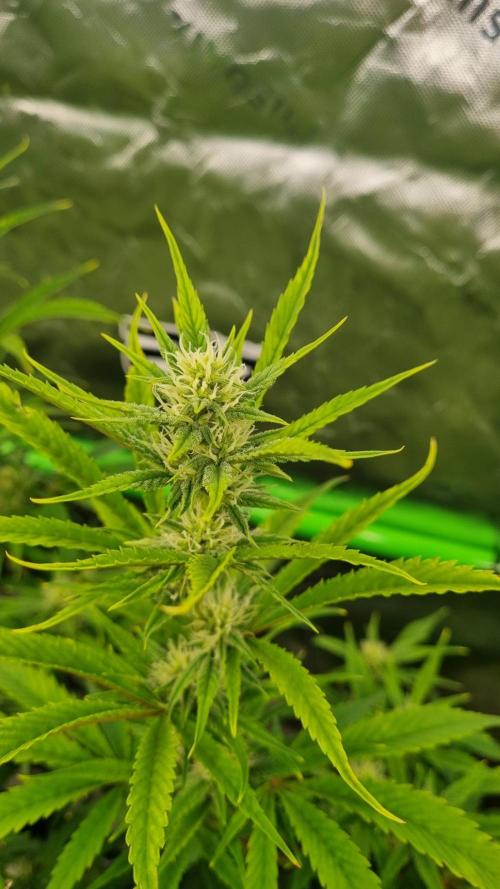 Banana Guava Auto. Week 8
