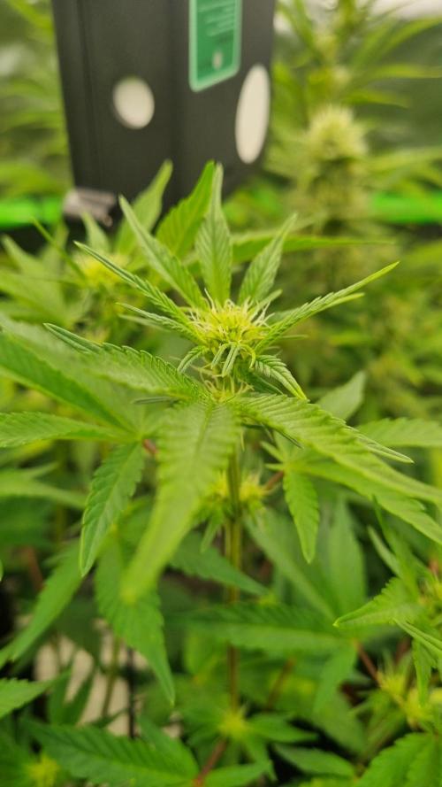 Mendo Frost Automatic. Week 7