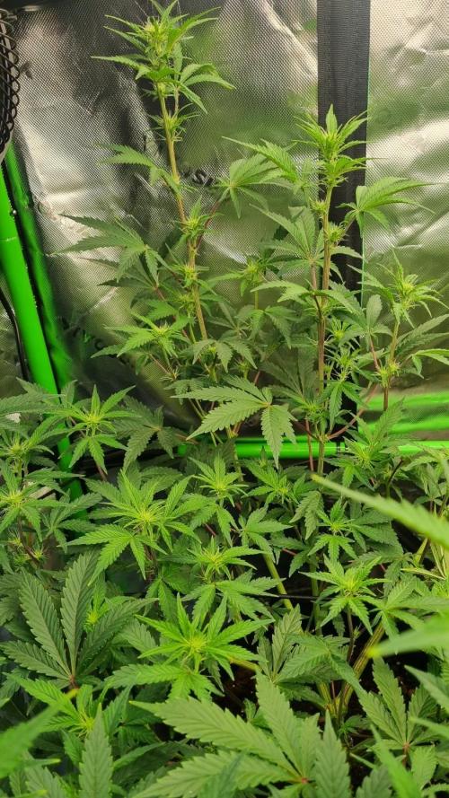 Guava Sundae Automatic. Week 7