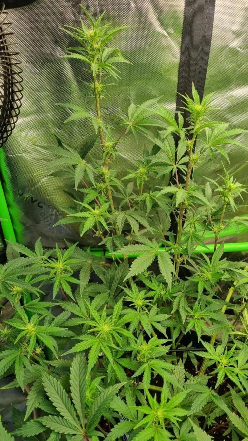 Guava Sundae Automatic. Week 7