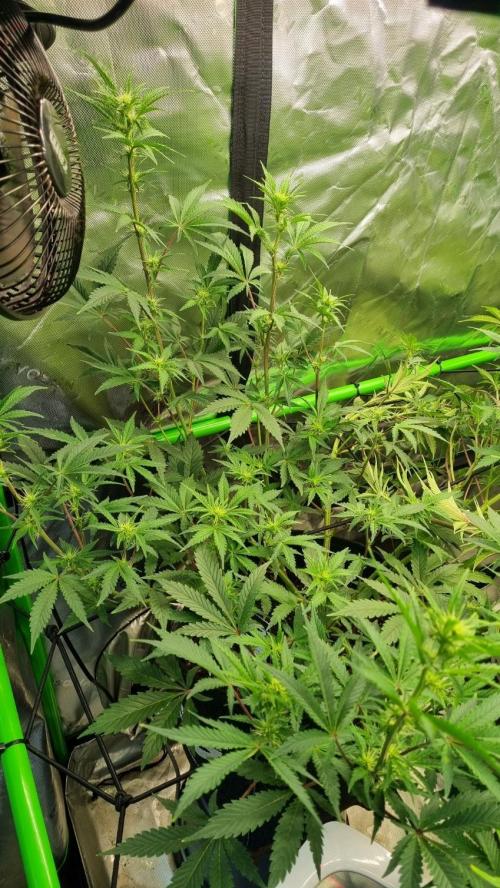 Guava Sundae Automatic. Week 7