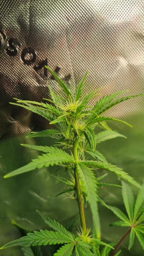 Guava Sundae Automatic. Week 7