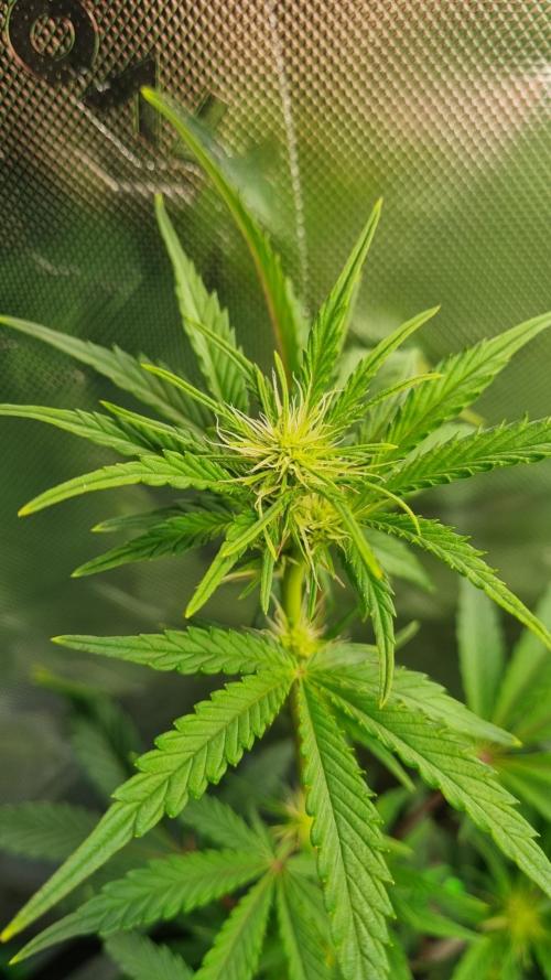 Guava Sundae Automatic. Week 7