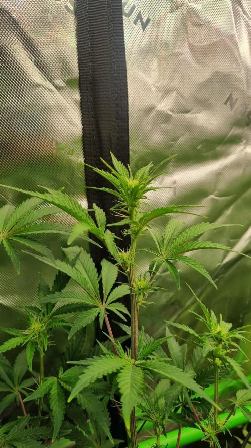 Guava Sundae Auto. Week 7
