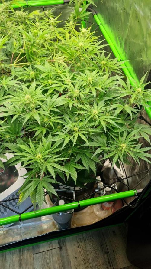 Guava Runtz Automatic. Week 7