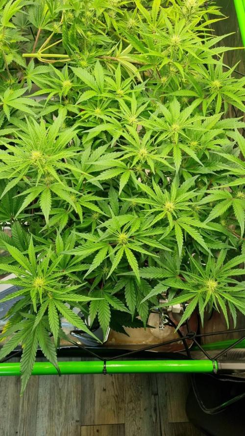 Guava Runtz Automatic. Week 7