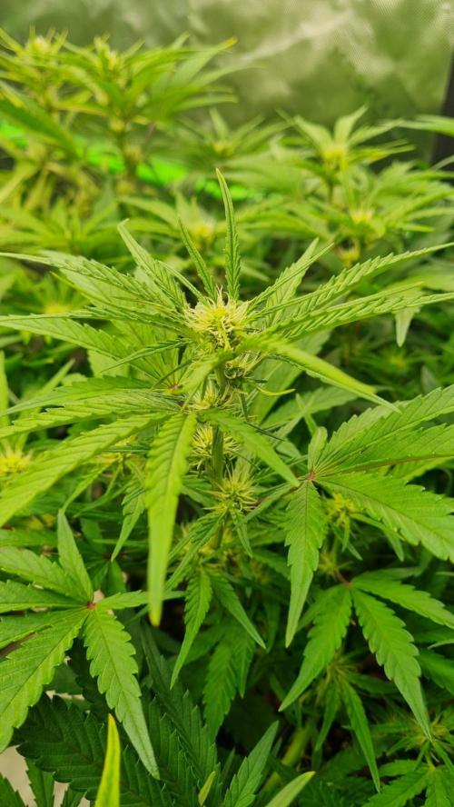Guava Runtz Automatic. Week 7