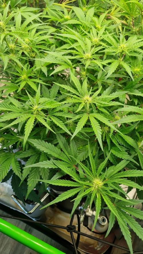 Guava Runtz Automatic. Week 7